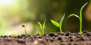 plant_seeding_growing_iStock_2000x1000px_ohne_copyright-lovelyday_121094263056_1100x620px_201217