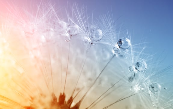 löwenzahn_raindrops_iStock-905894214