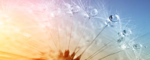 löwenzahn_raindrops_iStock-905894214_2500x1000px_240228