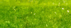 AdobeStock_484713962_Grasfläche-ohne-Overlay_bearbeitet_2500x1000px