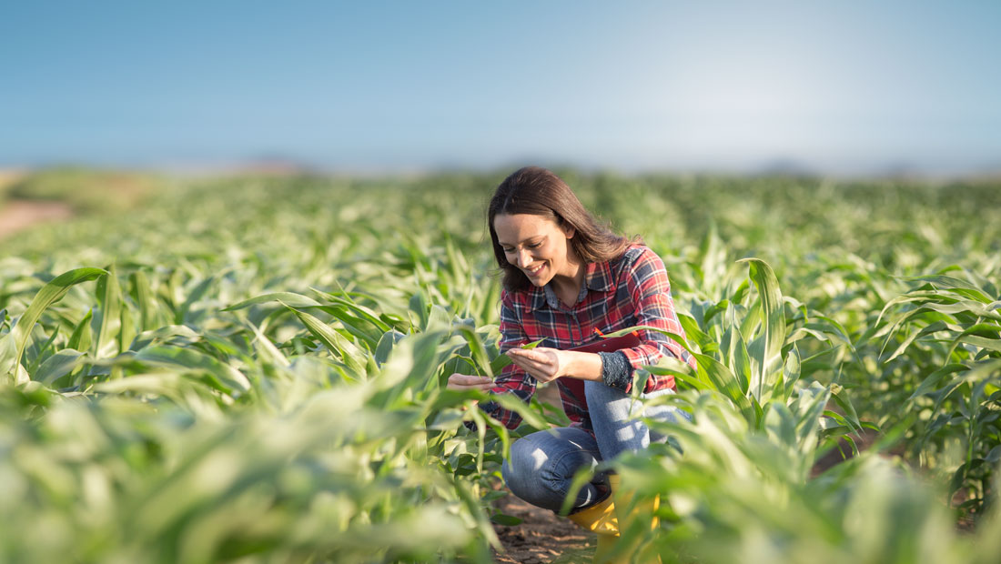 Agrarchemie aromatische Lösungsmittel