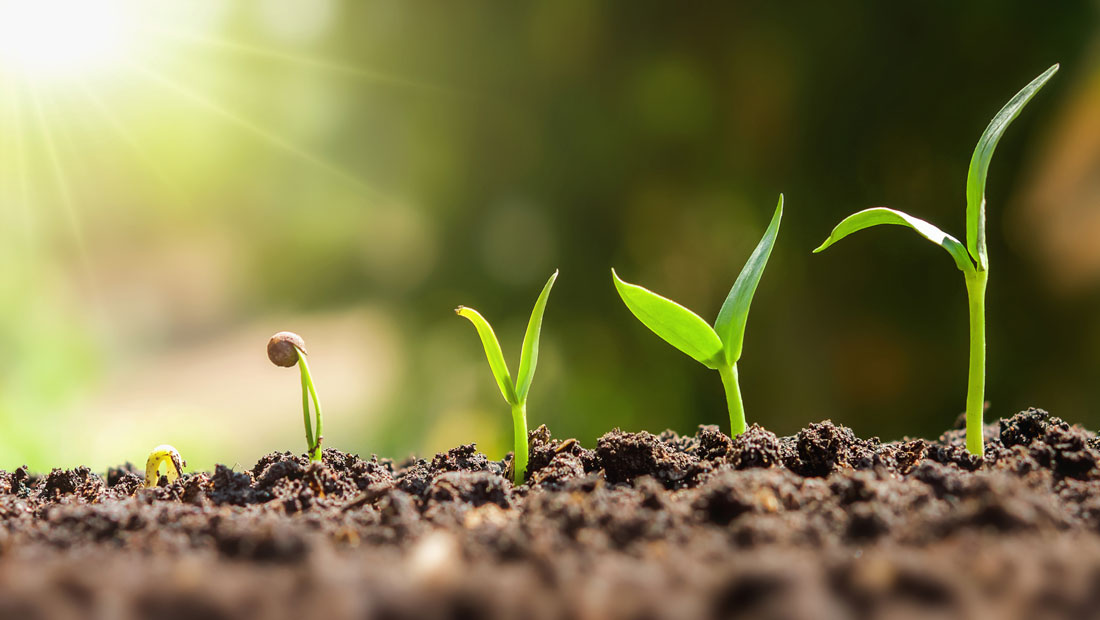 plant_seeding_growing_iStock_ohne_copyright-lovelyday_121094263056_1100x620px_201217 plant_seeding_growing_iStock_ohne_copyright-lovelyday_121094263056_1100x620px_201217