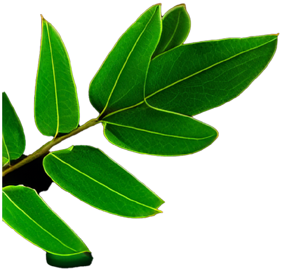 Green_900px